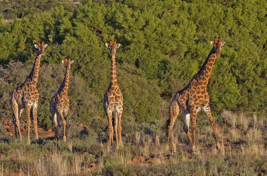 Lemoenfontein Vendégház Beaufort West Kültér fotó